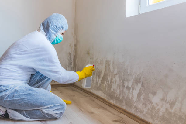 Mold Remediation specialist working in Franklin Park